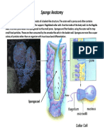 21.4 Sponge Anatomy