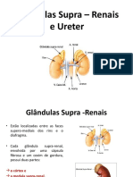 Slide Glândulas Supra – Renais e Ureter