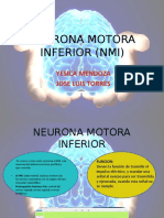 Neurona Motora Inferior (Nmi)