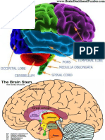 brain