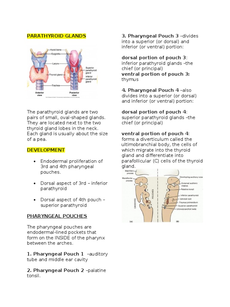 EmbryologyPARATHYROID GLANDS PDF Parathyroid Gland Thymus