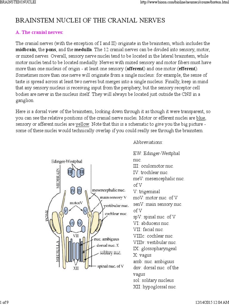Brainstem Nuclei | PDF | Brainstem | Human Head And Neck