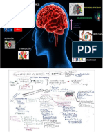 Cómo desarrollar cerebros más capaces a través de la neuroplasticidad