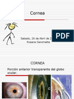 Cornea I