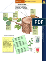 tejidosvegetales-140627083235-phpapp02.pdf