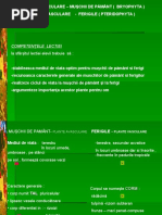 plante_avasculare