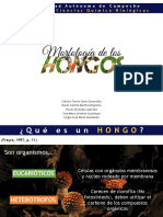 Hongos Morfología