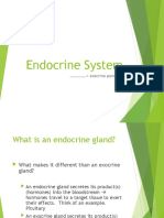 Endocrine System: .+ Exocrine Pancreas
