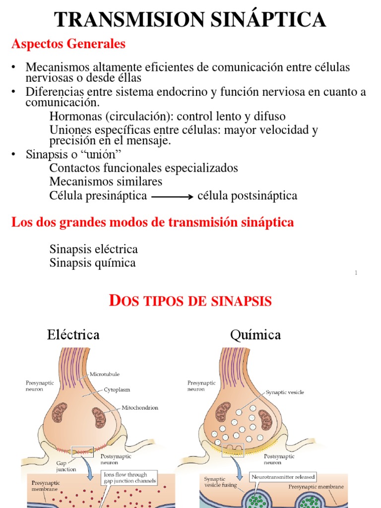 Tipos y Mecanismos de Sinapsis | PDF | Sinapsis | Sinapsis química