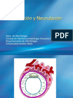 Gastrulacion y Neurulacion - 2012