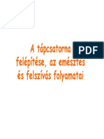 Tápcsatorna Müködése PDF