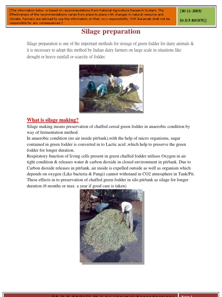 Silage Making For Indian Dairy Farmers | PDF | Hay | Dairy