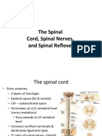 The Spinal Cord, Spinal Nerves, and Spinal Reflexes