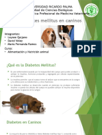 Diabetes Mellitus Canina