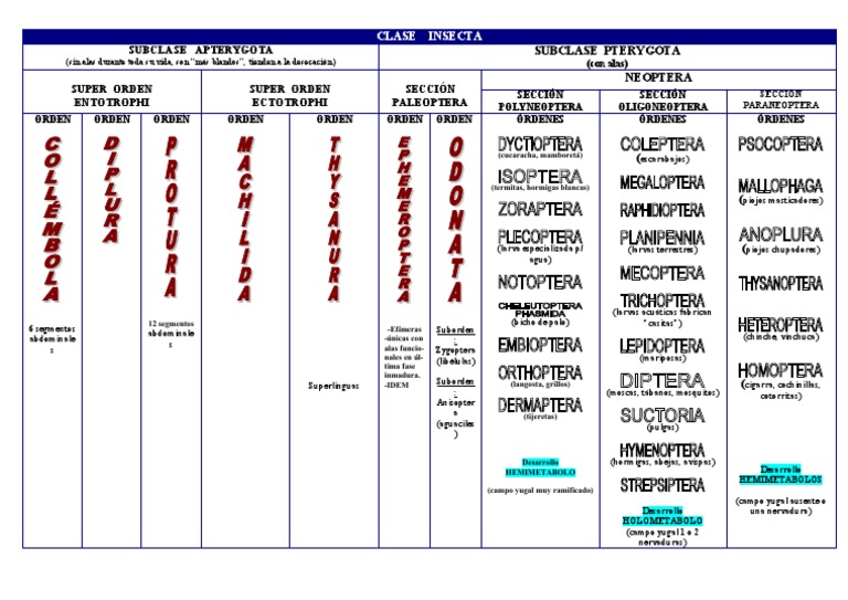 Sistemática de La Clase Insecta | PDF | Insectos | Artrópodos
