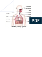 Respiratory