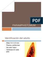 Paramphistomum: identificación, hospederos y ciclo biológico
