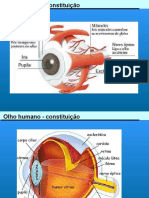 Visão Humana e Defeitos Oculares