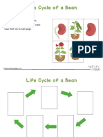 Bean Life Cycle Sequencing Worksheet Colour