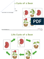 Bean Life Cycle Sequencing Worksheet Answer Key