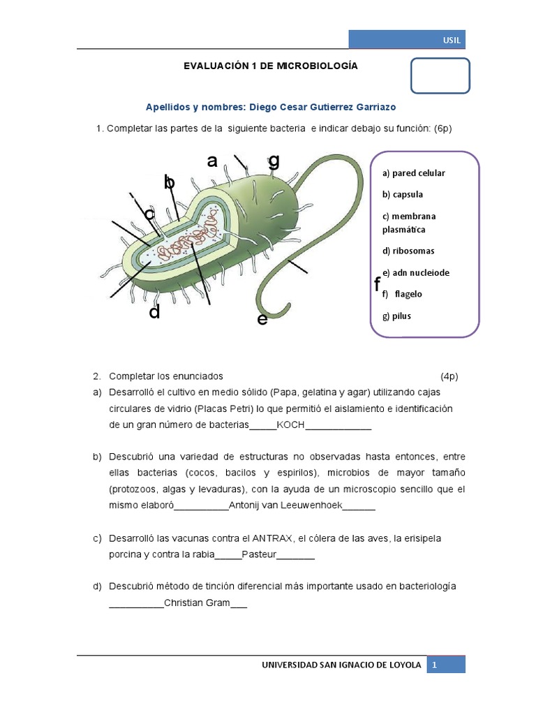 Evaluación 1 | PDF | Bacterias Gram Positivas | Las bacterias