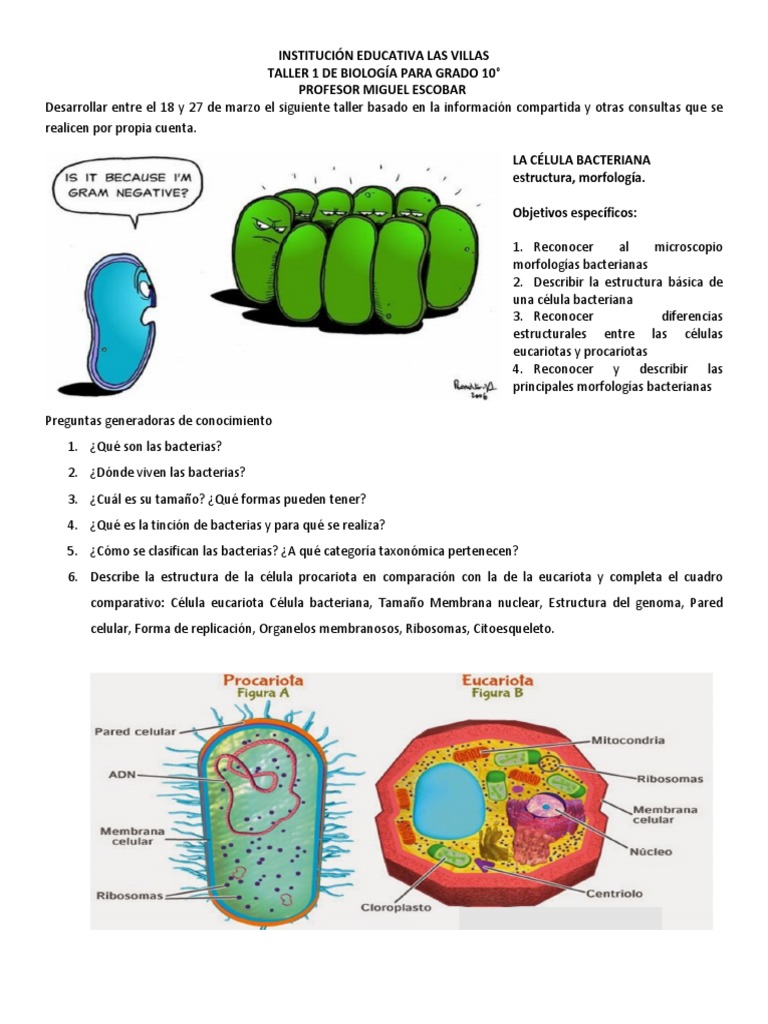 Estructura y características de bacterias | PDF | Las bacterias ...