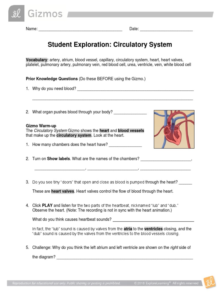 CirculatorySystem Gizmo  PDF  Heart  Circulatory System Within Circulatory System Worksheet Answers
