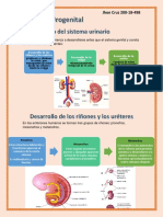 Sistema Urogenitalpdfff