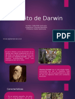 Zorrito de Darwin