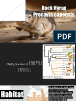 Rock Hyrax Procavia Capensis-2