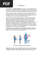 Metodos de Ergonomia REBA Y RULA | PDF | Factores humanos y ergonomía