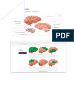 Estrutura Cérebro