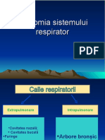 anatomia sistemului respirator