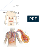 Enfermedades Del Sistema Endocrino