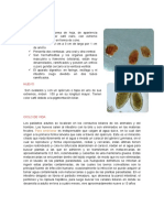 Fasciola Hepatica