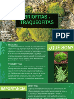 Las briofitas y traqueofitas: plantas pioneras de la vida terrestre