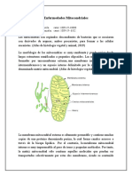 Enfermedades mitocondriales: causas, síntomas y posibles tratamientos