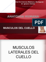 10.musculos Del Cuello 1