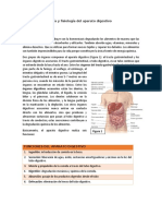 Sistema Gastrointestinal