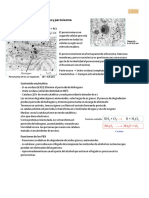 14 MITOCONDRIA Y PEROXISOMA.pdf