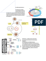 15 Ciclo Celular PDF