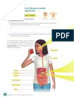 5º básico Sistema Digestivo