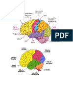 Cerebro