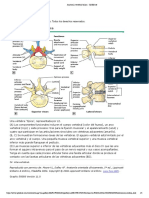 Anatomía vertebral básica - UpToDate