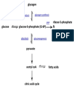 glucose-pathways-linked