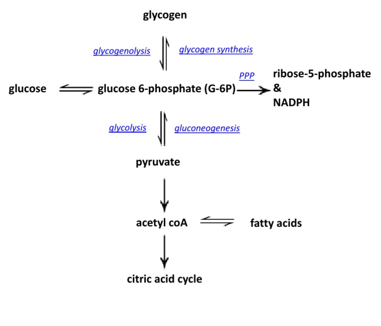 Glucose Metabolism Overview | PDF | Wellness