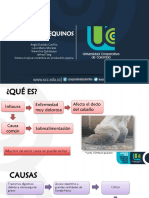 Laminitis Equina PDF