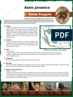 Sunda Pangolin Factsheet PDF