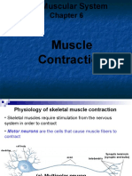 Muscle Contraction