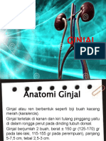 Anatomi Ginjal